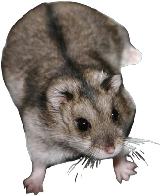 A hamster